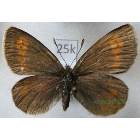Erebia manto (Denis & Schiffermüller, 1775) female Górówka manto Slovakia25k